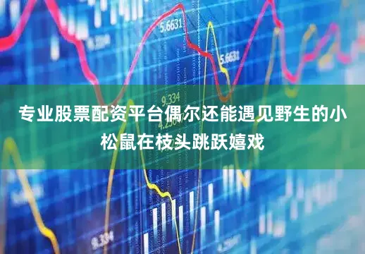 专业股票配资平台偶尔还能遇见野生的小松鼠在枝头跳跃嬉戏